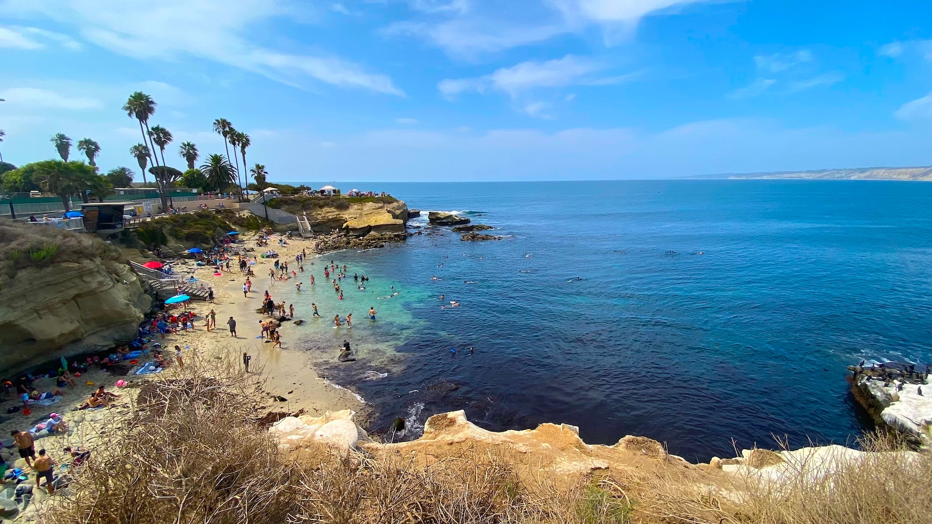 La Jolla Cove Seal Beach - Picture of La Jolla, San Diego - Tripadvisor